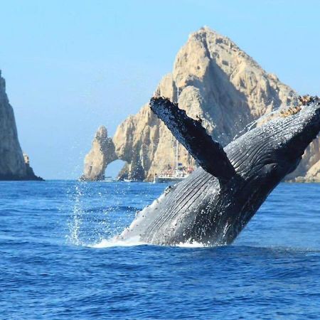Best Location In Medano Beach -Marina Sol Lrg 2 Bed Steps To Beach, Downtown & Marina Cabo San Lucas Exterior photo